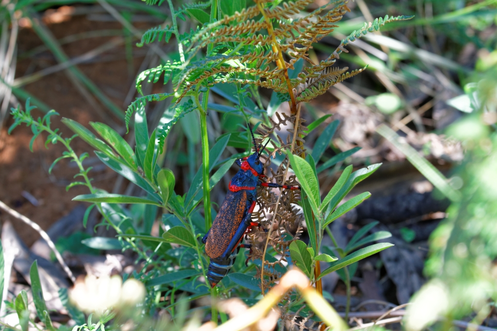 07 - Drankensberg NP (7).jpg